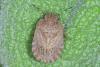 Sciocoris homalonotus